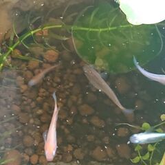 メダカ 成魚ミックス 15匹
