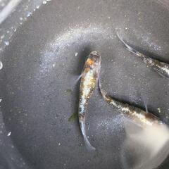 三色ラメ体外光　めだか オス1メス2の画像