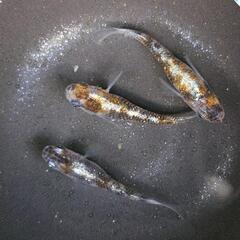 三色ラメ体外光　めだか オス1メス2