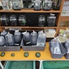 【メダカ】めだか色々！3連休最終日⤴️