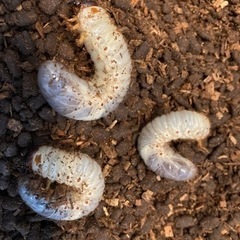 カブトムシの幼虫