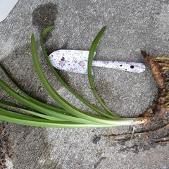 アガパンサス苗 1株の画像