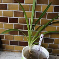アガパンサス苗 1株の画像