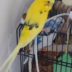 セキセイインコに平和な暮らしを