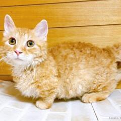 飼い主さん体調不良のためキャンセルになった巻き毛と短足が特徴的な...