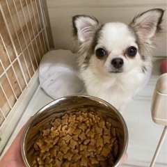 激カワ　チワワの女の子の里親募集🐶
