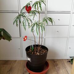 観葉植物 譲ります