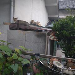 (また子猫産みました)野良猫  屋内8匹　野外複数匹 助けて欲しい - 里親募集