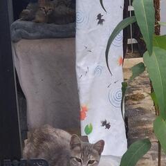 (また子猫産みました)野良猫  屋内8匹　野外複数匹 助けて欲しい - 猫