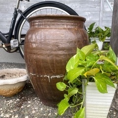 かなり大きなかめの画像
