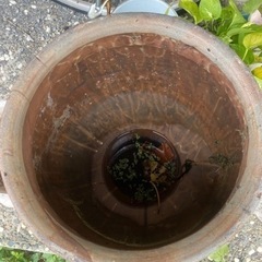 かなり大きなかめの画像