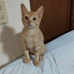 3ヶ月の人懐っこい茶トラ男子