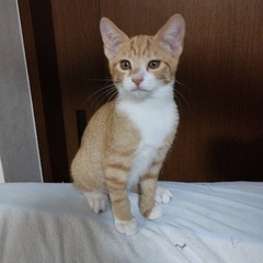 少しビビりだけど、人懐っこい茶白男子