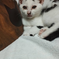 額の川の字が可愛い2ヶ月の男の子