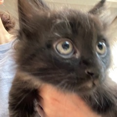 モフモフ黒猫兄妹