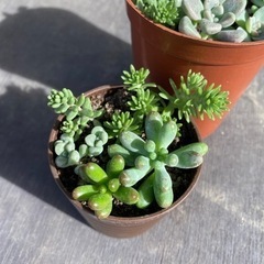 多肉植物　寄せ植え　5種の画像