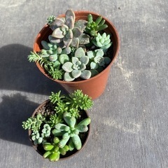 多肉植物　寄せ植え　5種の画像