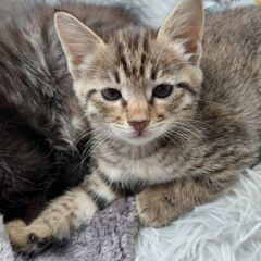 生後１ヶ月の子猫の家族になってくれる方探しています