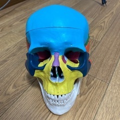 頭蓋骨模型　カラー