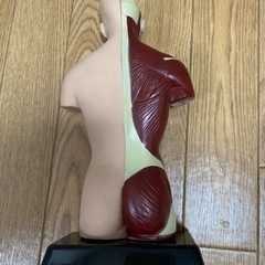 人体模型　おもちゃの画像