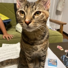キジトラ♀6ヶ月
