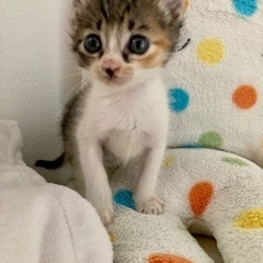 姉妹募集⭐︎名前はまだにゃい三毛ちゃん