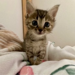 姉妹募集⭐︎名前はまだにゃいキジちゃん