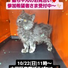 10/22(日)譲渡会。6/11生ブリテッシュロングヘア♂(⋈◍...