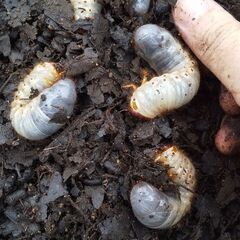 【お子様限定】カブトムシの幼虫