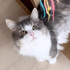 【交渉中】ラパーマ♂ブラウンタビー＆ホワイト(⋈◍＞◡＜◍)。✧♡