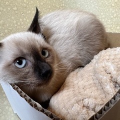 （体重）推定4ヶ月の女の子　子猫