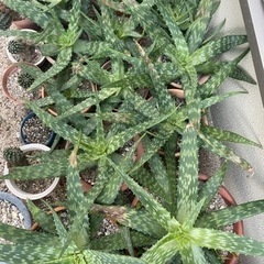 多肉植物　アロエ・サポナリア