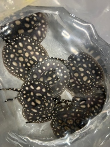 品川ダイヤ　ベビー