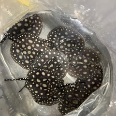 品川ダイヤ　ベビーの画像
