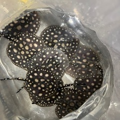 品川ダイヤ　ベビーの画像