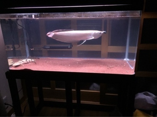 「受け渡し先決定」90センチ水槽セット