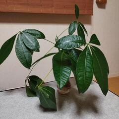 パキラ