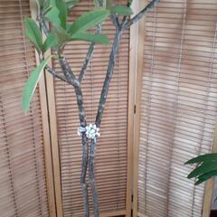 🎀リボンでまとめたプルメリア🌼の画像