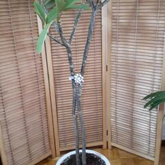 🎀リボンでまとめたプルメリア🌼の画像