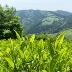 子供自然法教室(日曜限定)(*^^*)(要予約制)
