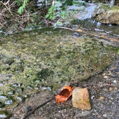 子供自然法教室(日曜限定)(*^^*)(要予約制)の画像