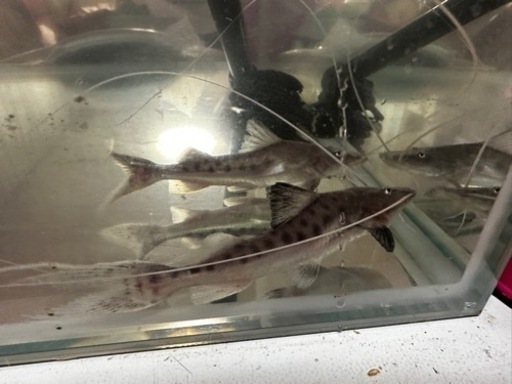 ピライーバ　熱帯魚