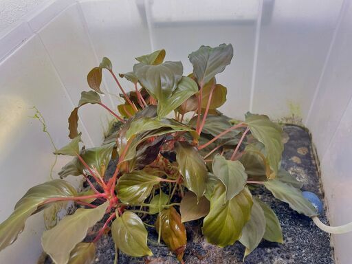 【I】 Homalomena ホマロメナ ５株まとめて I】 Homalomena ホマロメナ 5株まとめて I】 Homalomena ホマロメナ 5