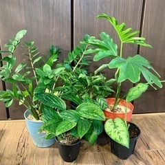 観葉植物　5鉢セット11