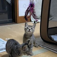 熊本県（宇城市）から里親募集です♪ - 猫