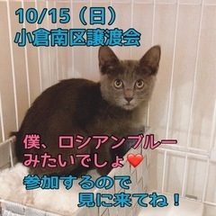 🍒【終の住処決まりました🙇‍♀️】【ロッシーくん】ロシアンブルー...