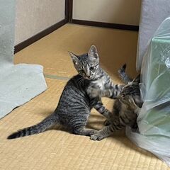 熊本県（宇城市）から里親募集です♪ - 里親募集