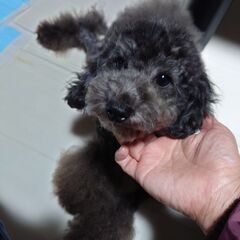 【募集停止中】人が大好きトイプーのリリーちゃん 