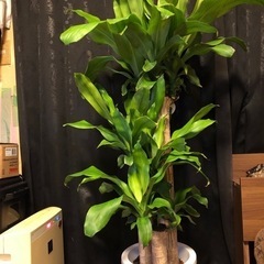 ドラセナ　観葉植物　ドラセナ.マッサンゲアナ　幸福の樹