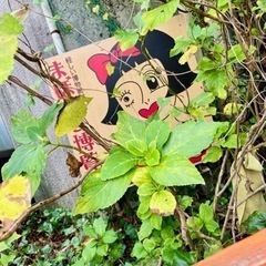 女性のお友達が欲しいです🌸
